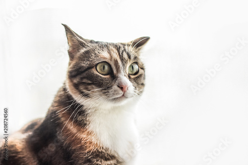 Кошка сидит на светлом фоне, портрет питомца, поджатые уши © danysharipova