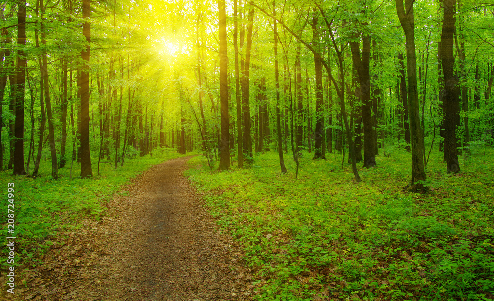 Forest  and sun rays