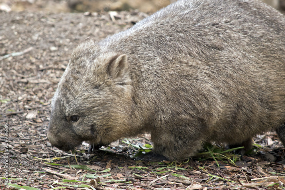 hairy nosed wombat hairy nosed wombat