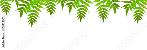 Hanging branches with green leaves isolated on white background. Element for design