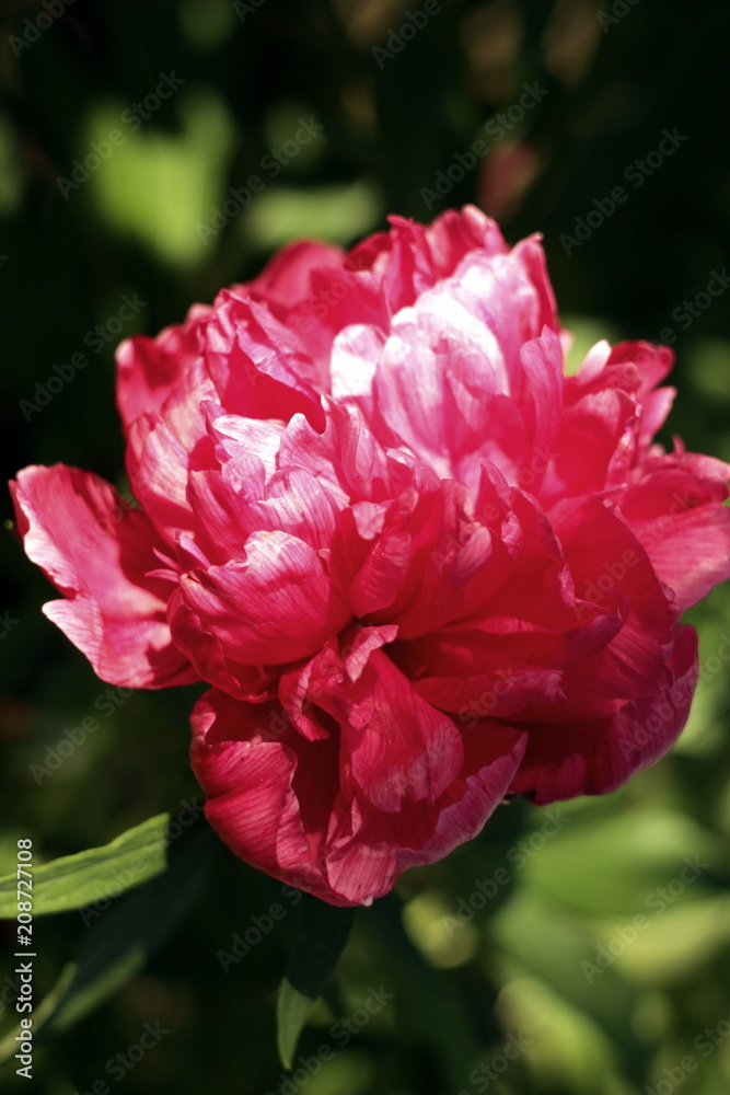 bright pink peonies bright pink peonies