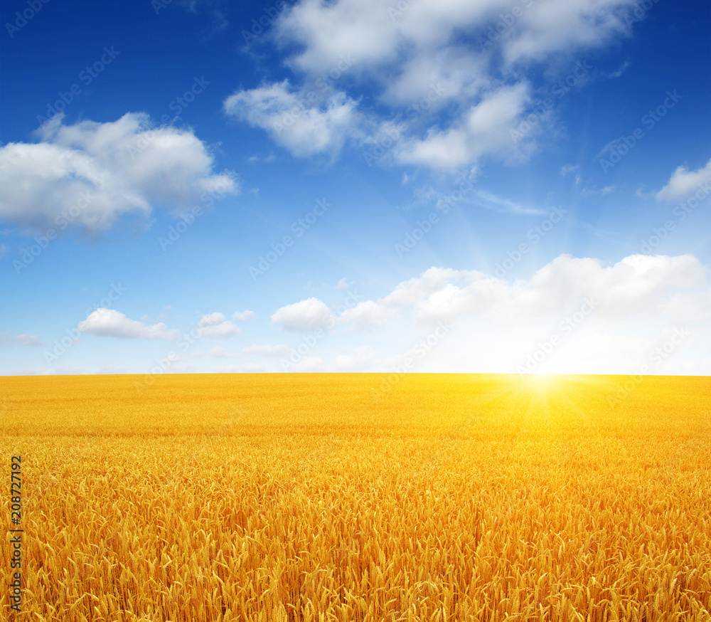 Wheat field and sun Wheat field and sun