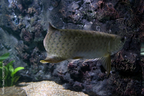 Fish : Asian bonytongue, Arowana (Scleropages formosus)