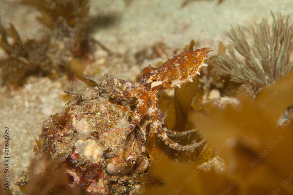 Blue ringed octopus hiding in sea grass underwater Blue ringed octopus hiding in sea grass underwater