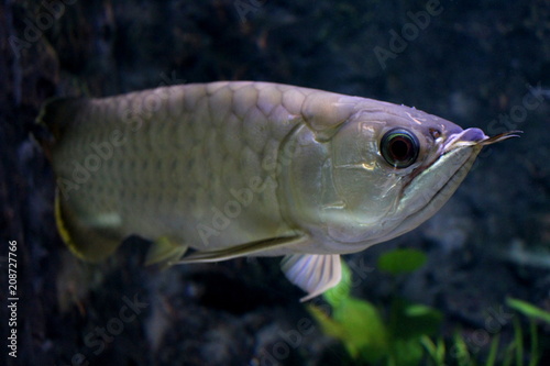 Fish : Asian bonytongue, Arowana (Scleropages formosus)