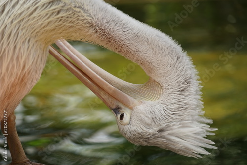 pelican