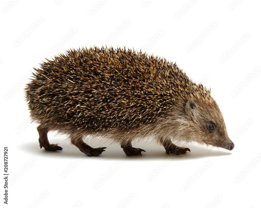 Obraz premium Hedgehog isolated on white