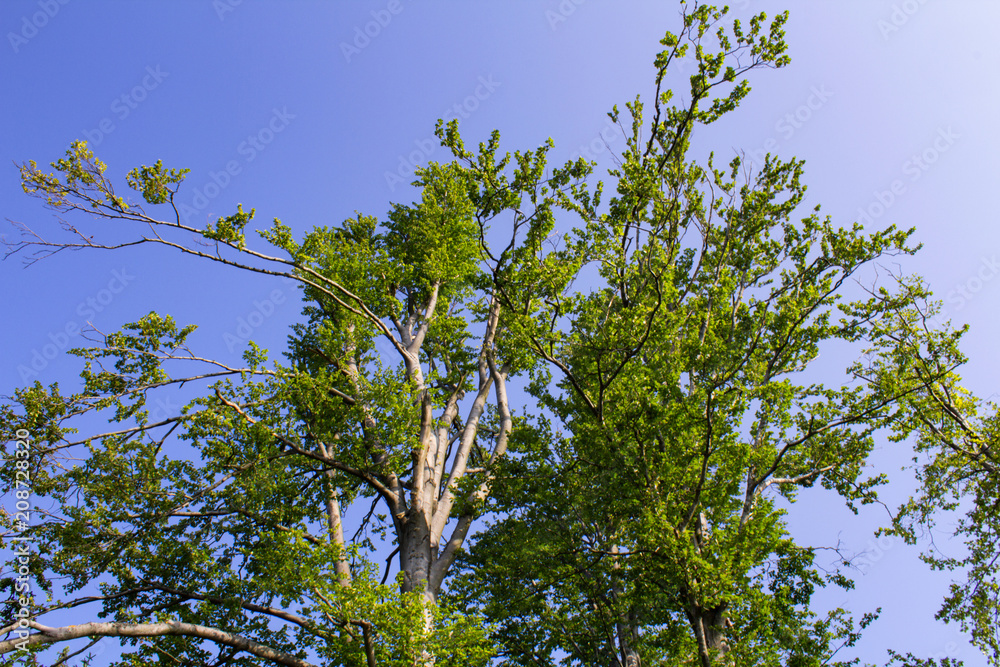 Nice tree crown with blue sky, Czech landscape Nice tree crown with blue sky, Czech landscape