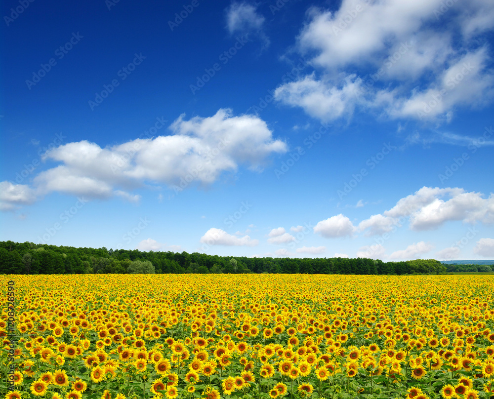 sunflowers field on sky sunflowers field on sky