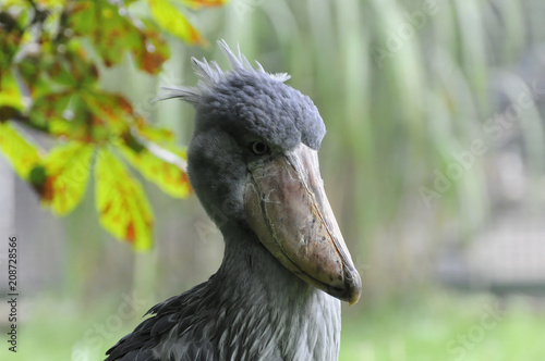 Schuhschnabel oder Abu Markub (Balaeniceps rex), Vorkommen in Afrika, captive, Tschechien, Europa photo