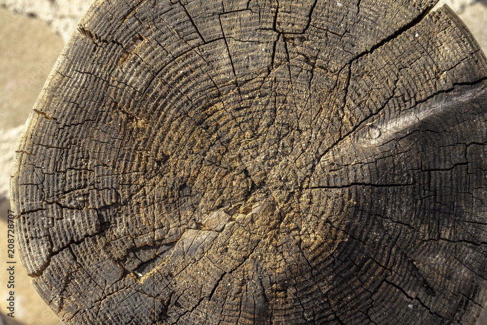 Fototapeta premium Wood texture of dried tree trunk, close-up, texture, background