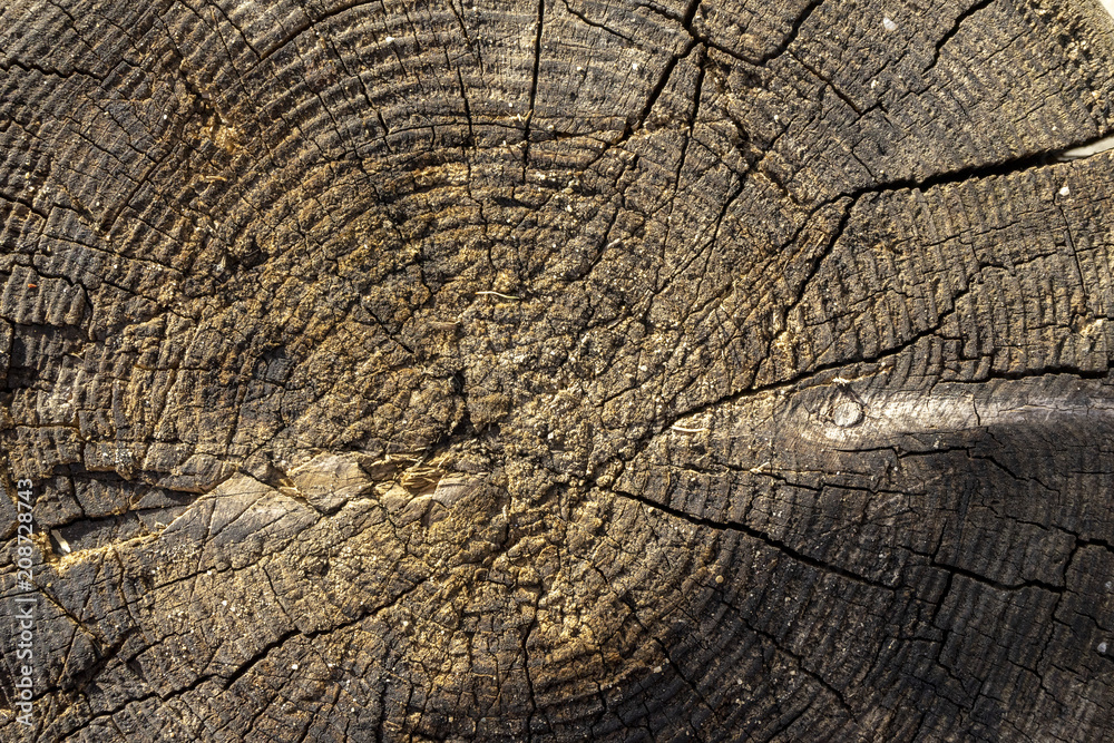Wood texture of dried tree trunk, close-up, texture, background