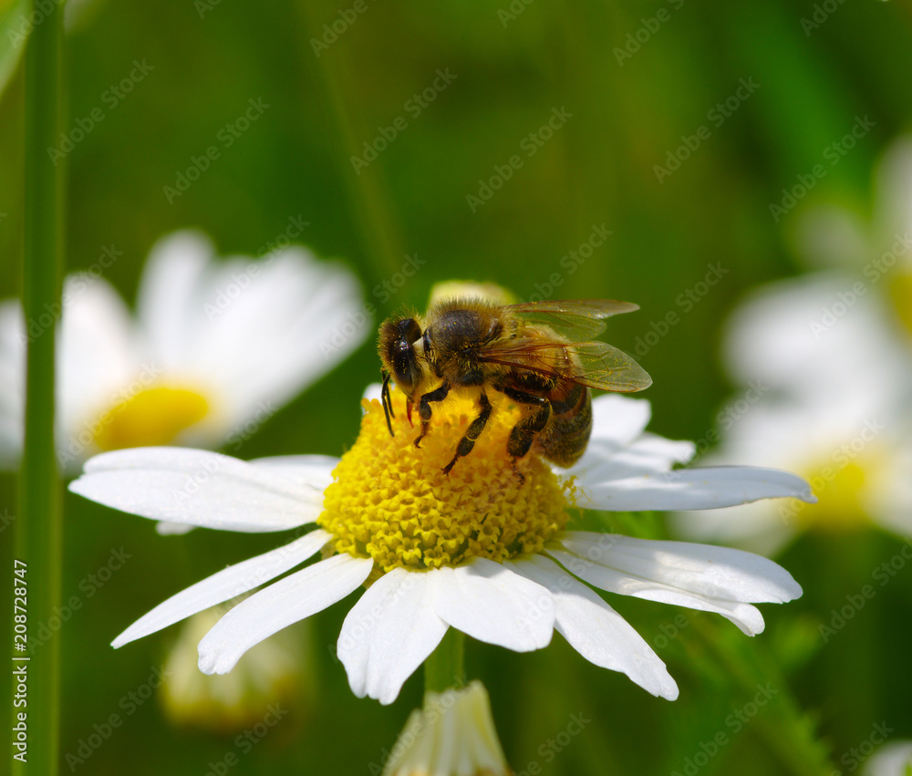 Bee on a daisy Bee on a daisy