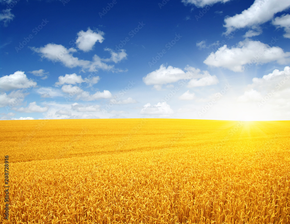 Wheat field and sun Wheat field and sun