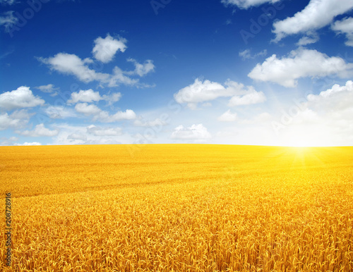 Wheat field and sun