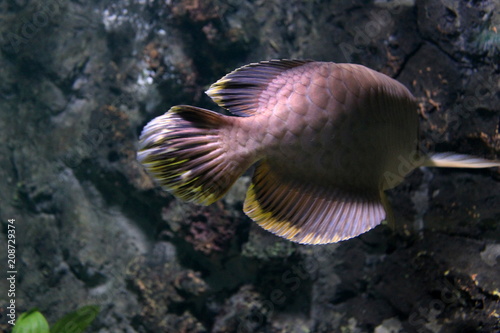Fish   Asian bonytongue  Arowana  Scleropages formosus 