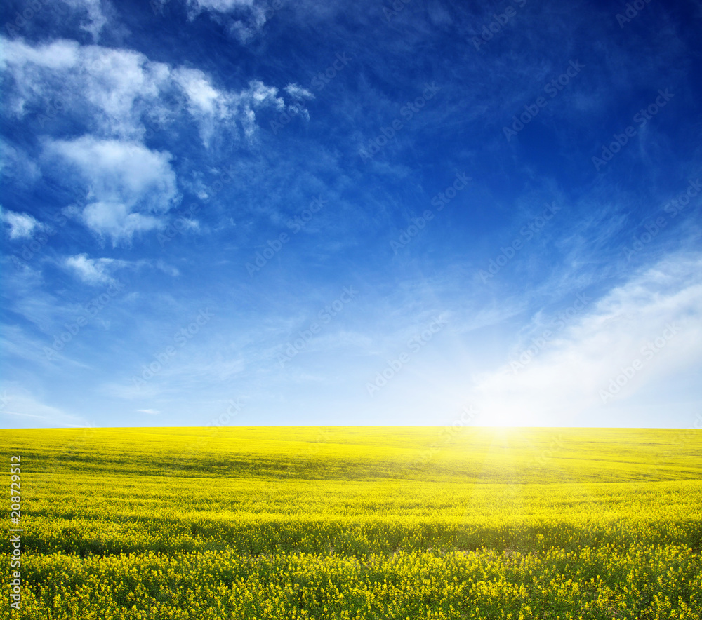 Obraz premium golden field on sky