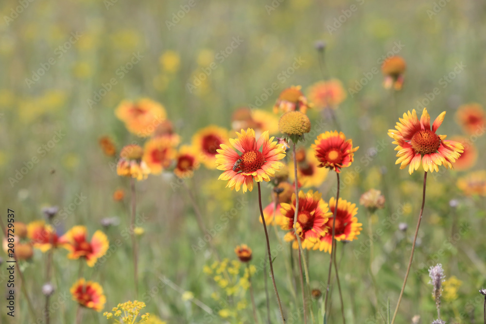 wild flower meadow