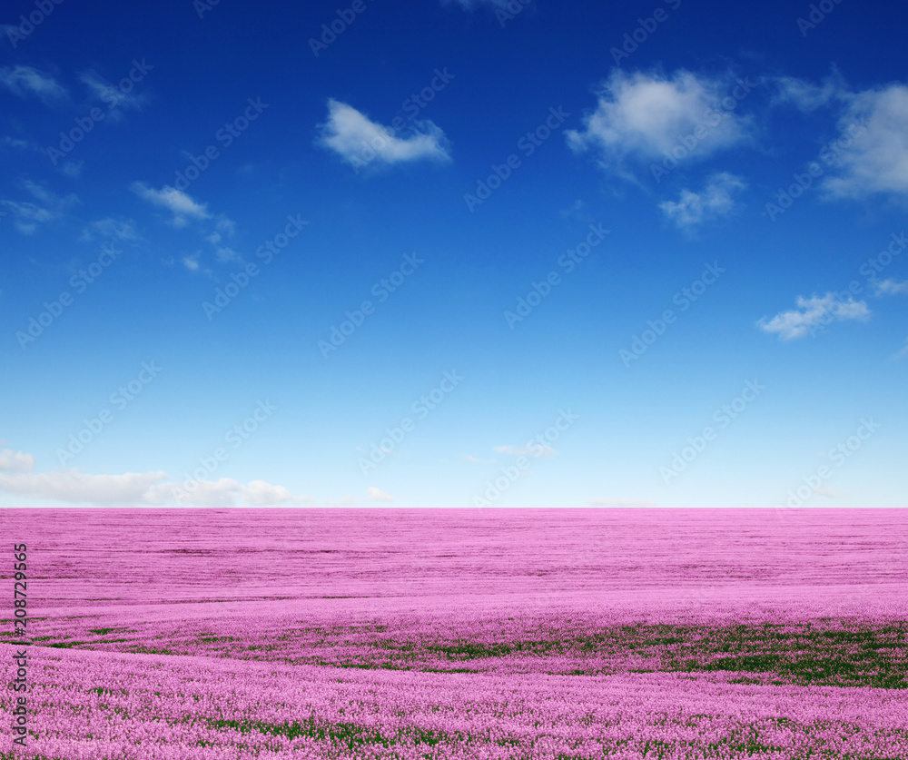 Obraz premium Spring flower field