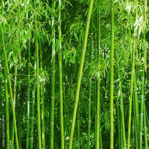 Bamboo grove. Bright green slender trunks