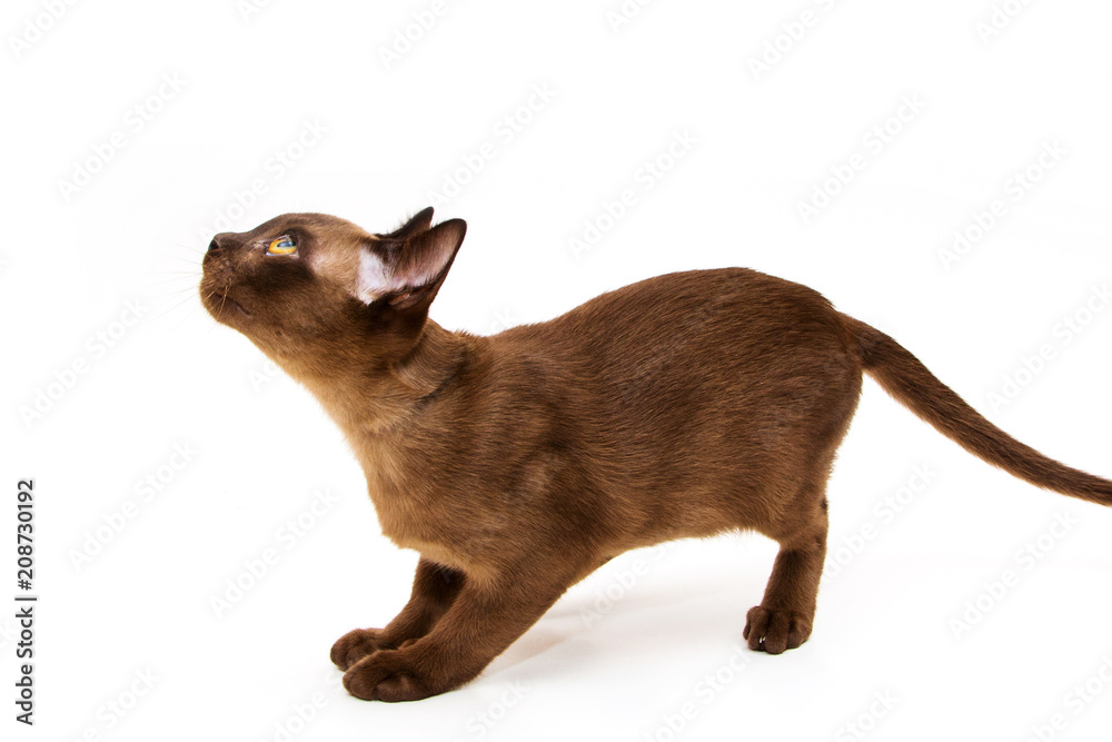 Brown burmese cat. On a white background. Brown burmese cat. On a white background.