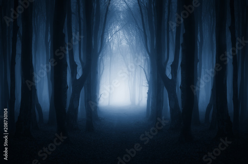 magical forest path, surreal landscape © andreiuc88