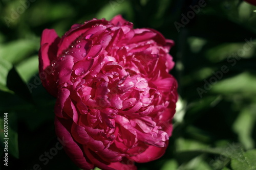 red peonies with drops of rain water