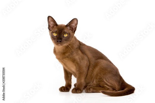 Brown burmese cat. On a white background.
