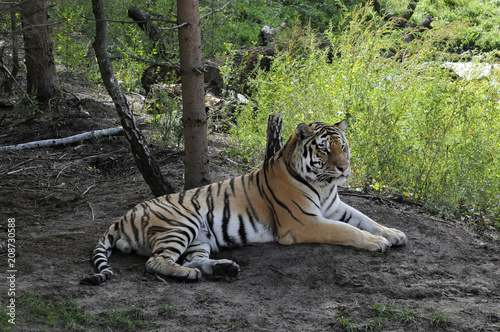 Amur-Tiger (Panthera tigris altaica), liegend, captive,  Deutschland, Europa ©  Egon Boemsch