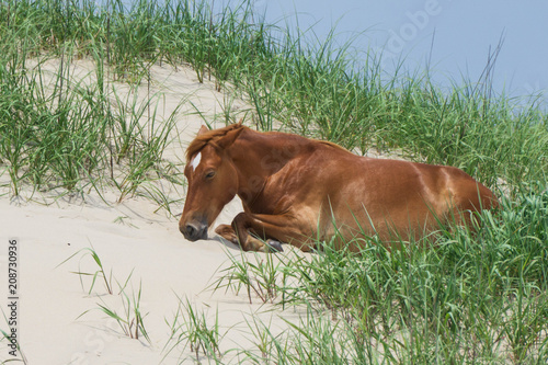 Currituck Horse relaxing