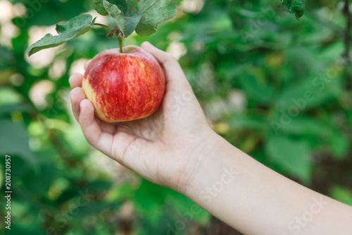 Child hand pick red ripe apple from tree in garden