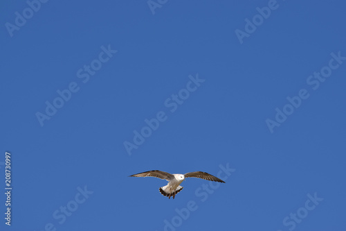 White seagull flying freely in a blue sky