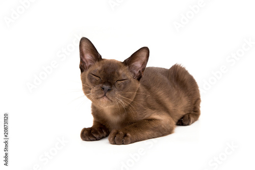 Brown burmese cat. On a white background.