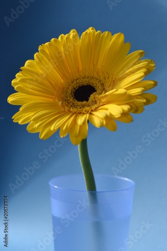 flora gerbera amber yellow backgraund blue summer orang singl