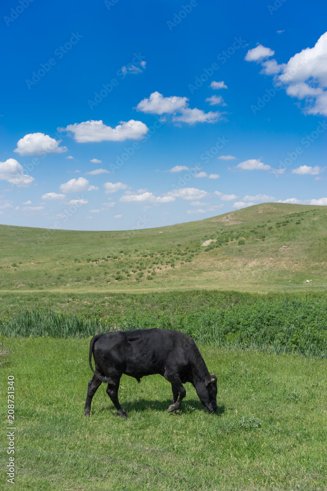 Young black bull on a green field background. Young black bull on a green field background.