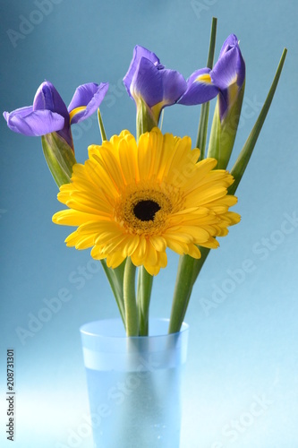 flower gerbera amber iris blue bouquet summer flora beauty