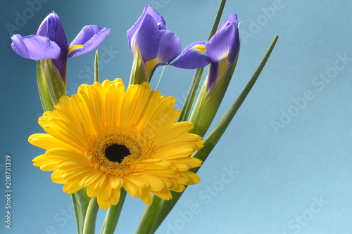 flower iris lilac gerbera amber flora bouquet yellow beauty