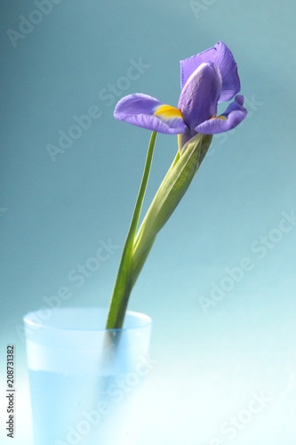 flora iris lilac singl summer flower beauty