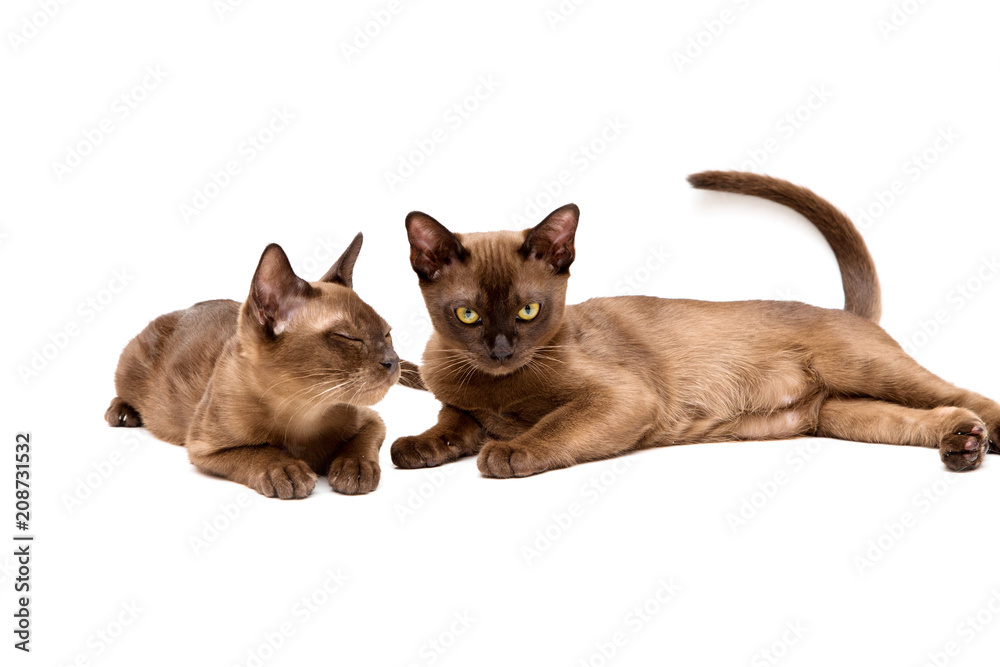 Brown burmese cat. On a white background.