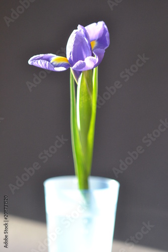 flower lilac iris blue bacground  flora nature summer