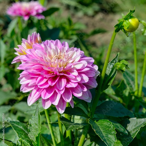 Fototapeta Naklejka Na Ścianę i Meble -  Dahlia on background of flowerbeds. Focus on flower.