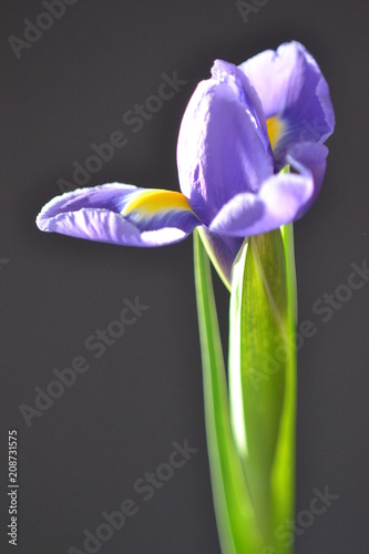 flower lilac single iris flora summer violet