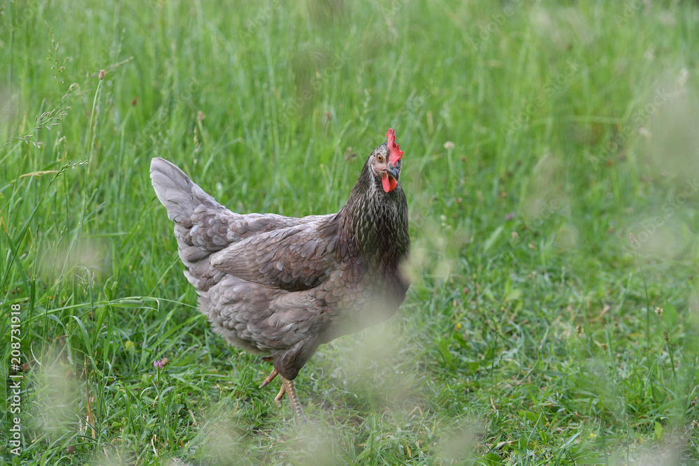 Eine Grünleger Henne im Gras