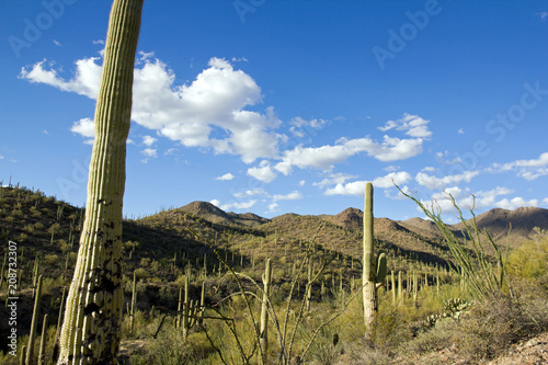 Parc Saguaro, près de Tucson en Arizona - USA