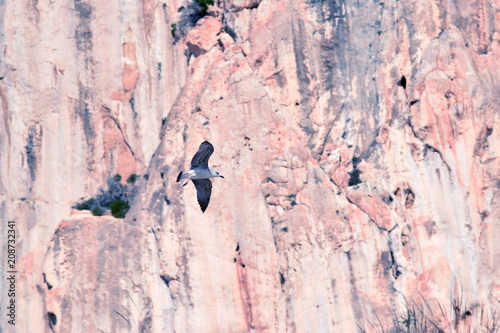 Seagull flying against the cliff of Ifach