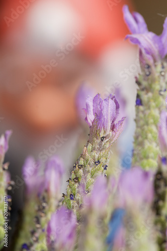 Lavendel - Makroaufnahme