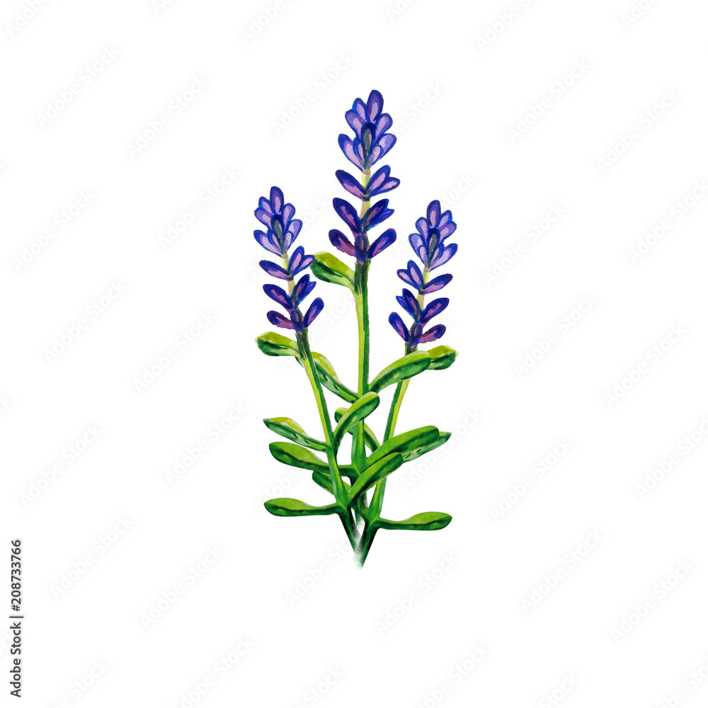 Obraz premium lavender water colour 