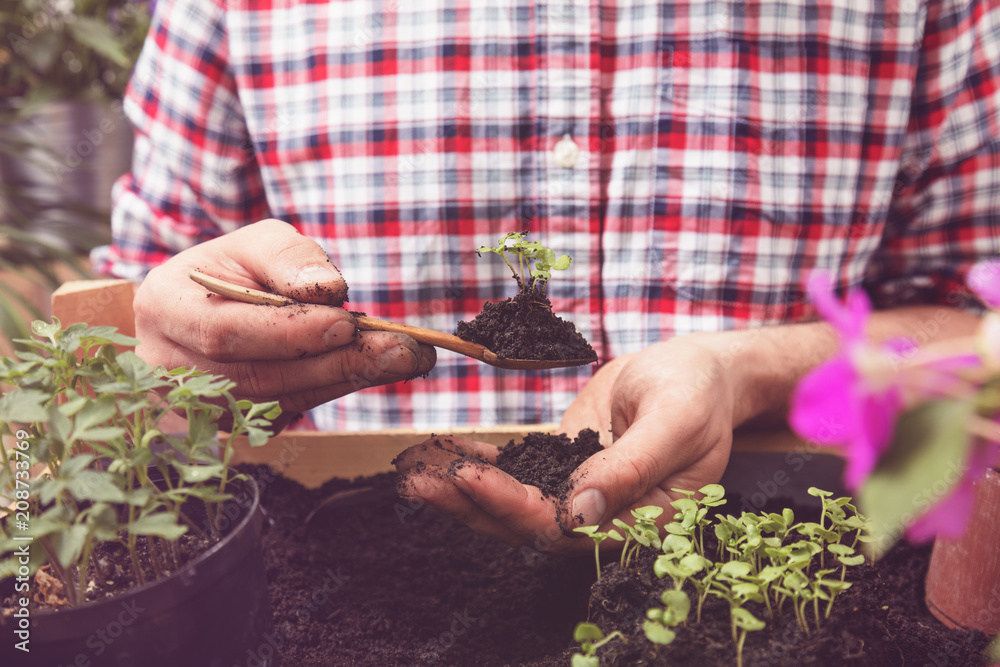 Fototapeta premium Farmer planting young seedlings of cherry tomatoes in the vegetable garden. Gardening concept.
