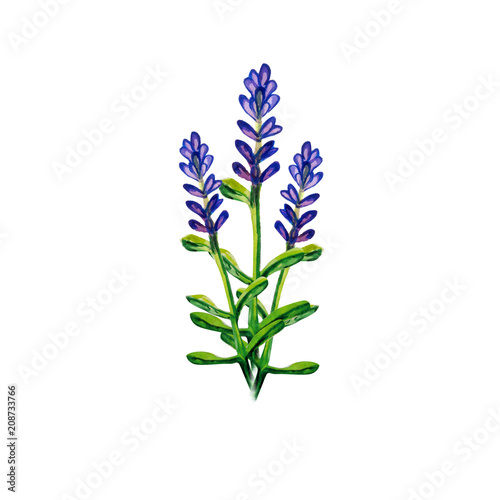 Fototapeta Naklejka Na Ścianę i Meble -  lavender water colour 
