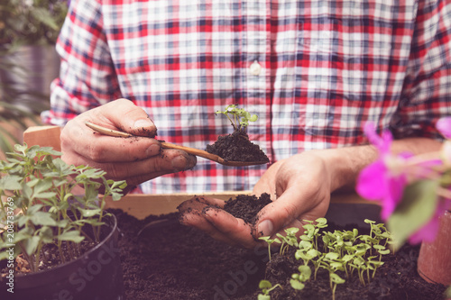 Vászonkép Farmer planting young seedlings of cherry tomatoes in the vegetable garden